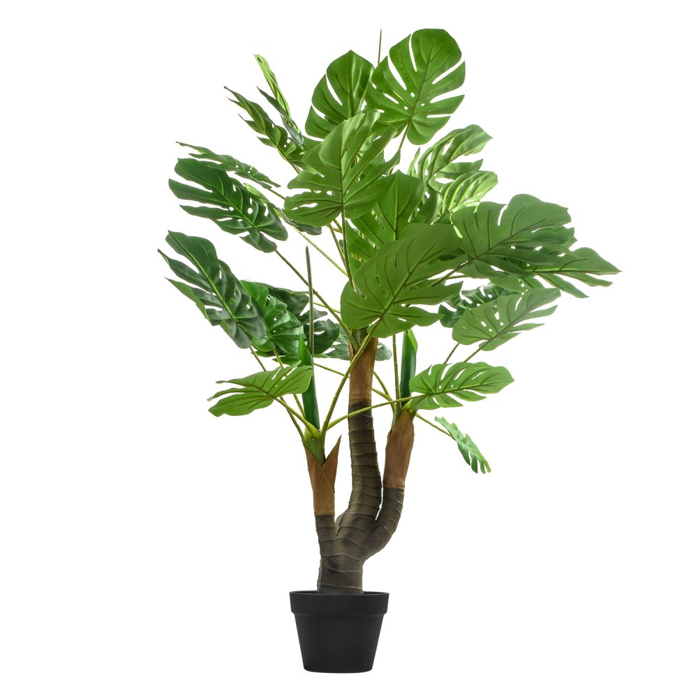 monstera-115-1304