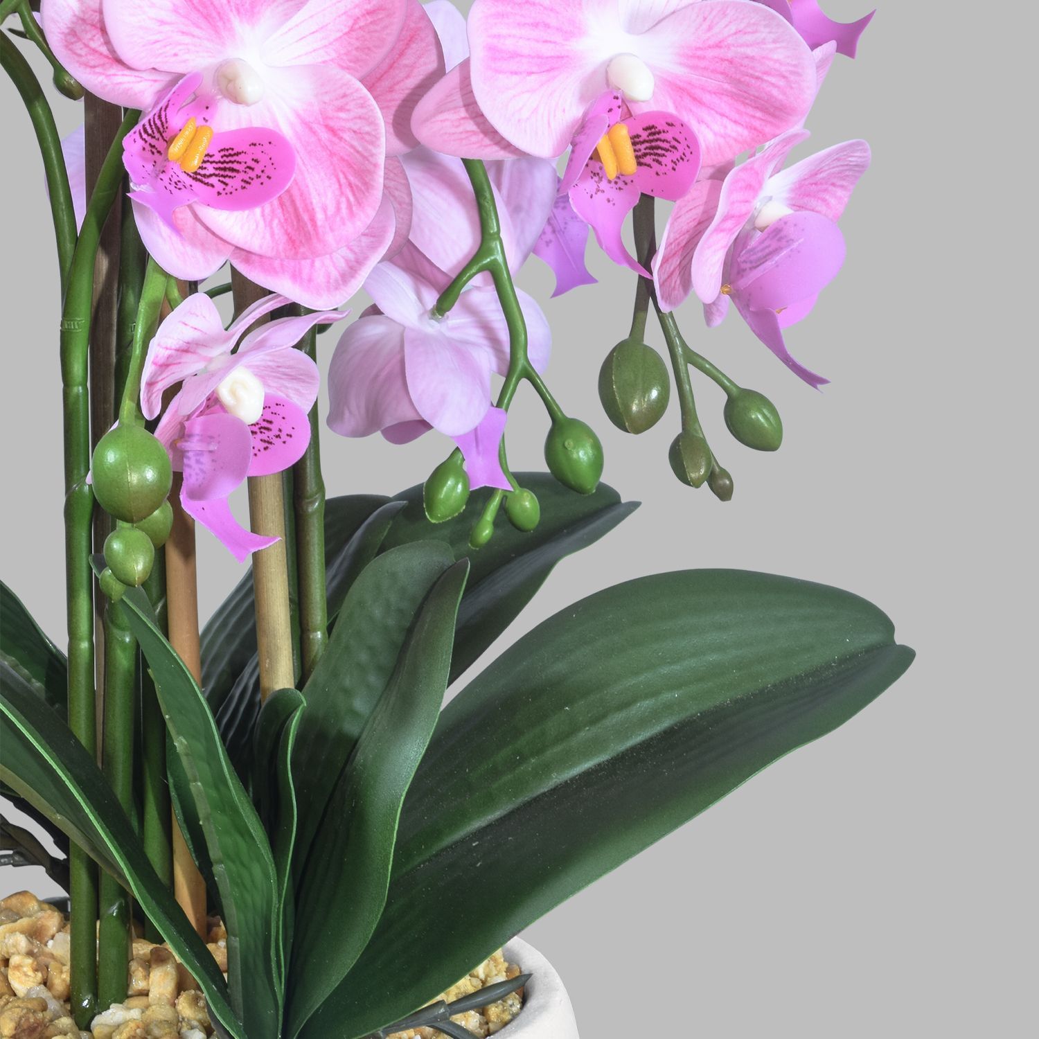 188396-ORQUIDEA-MARIPOSA-54-3.jpg