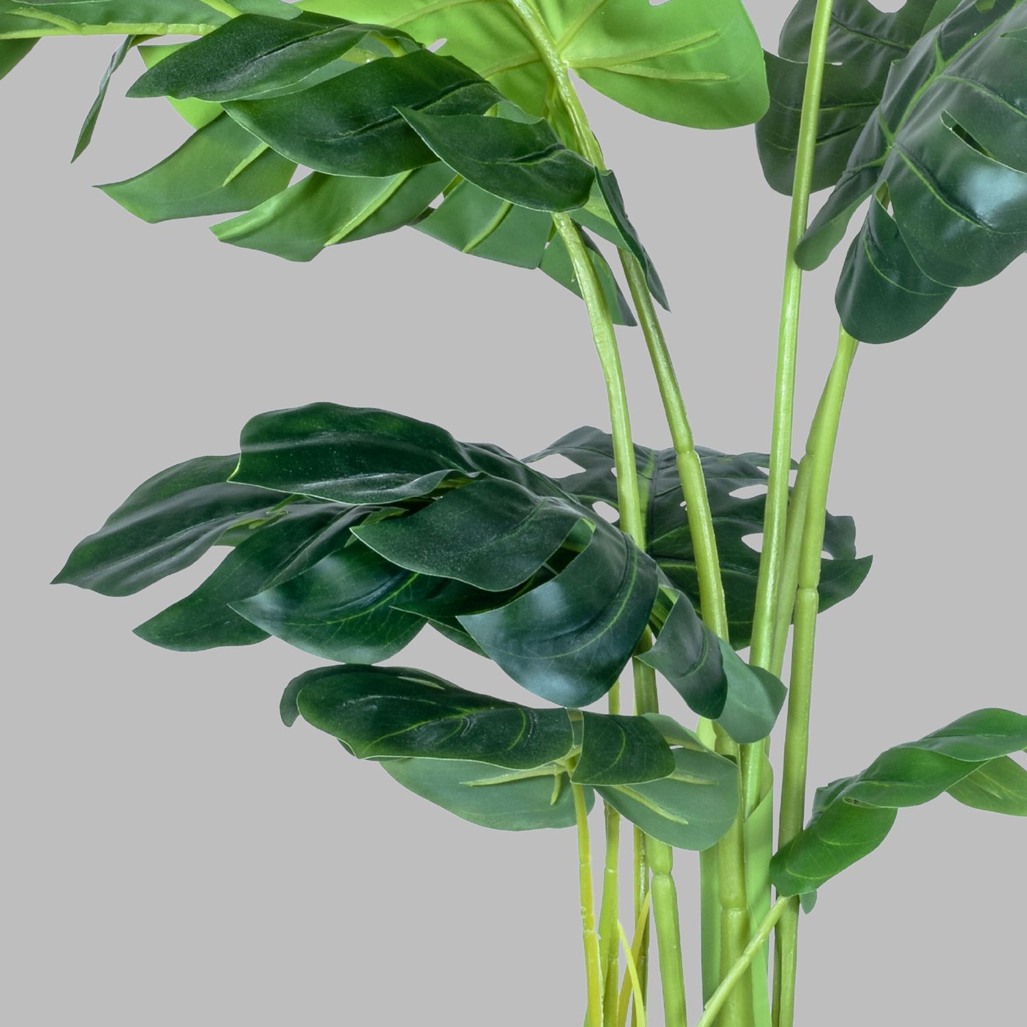 382731-MONSTERA-90-4.jpg