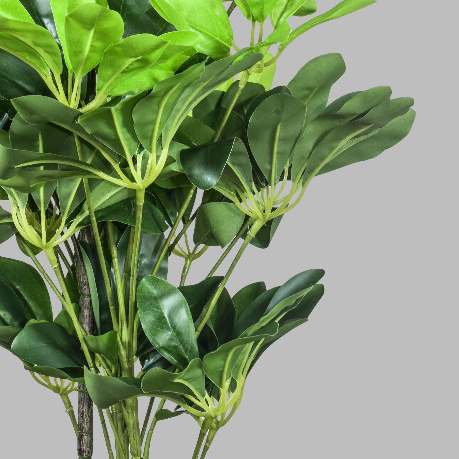 479375-SCHEFFLERA-90-3.jpg