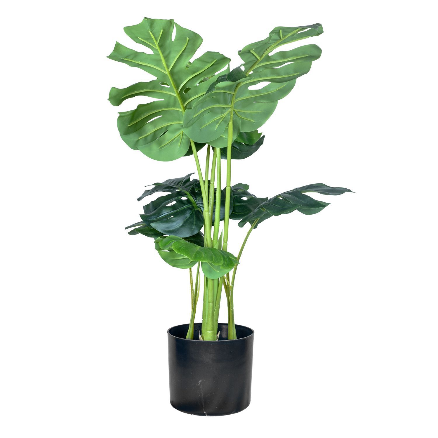 598864-MONSTERA-90-3.jpg