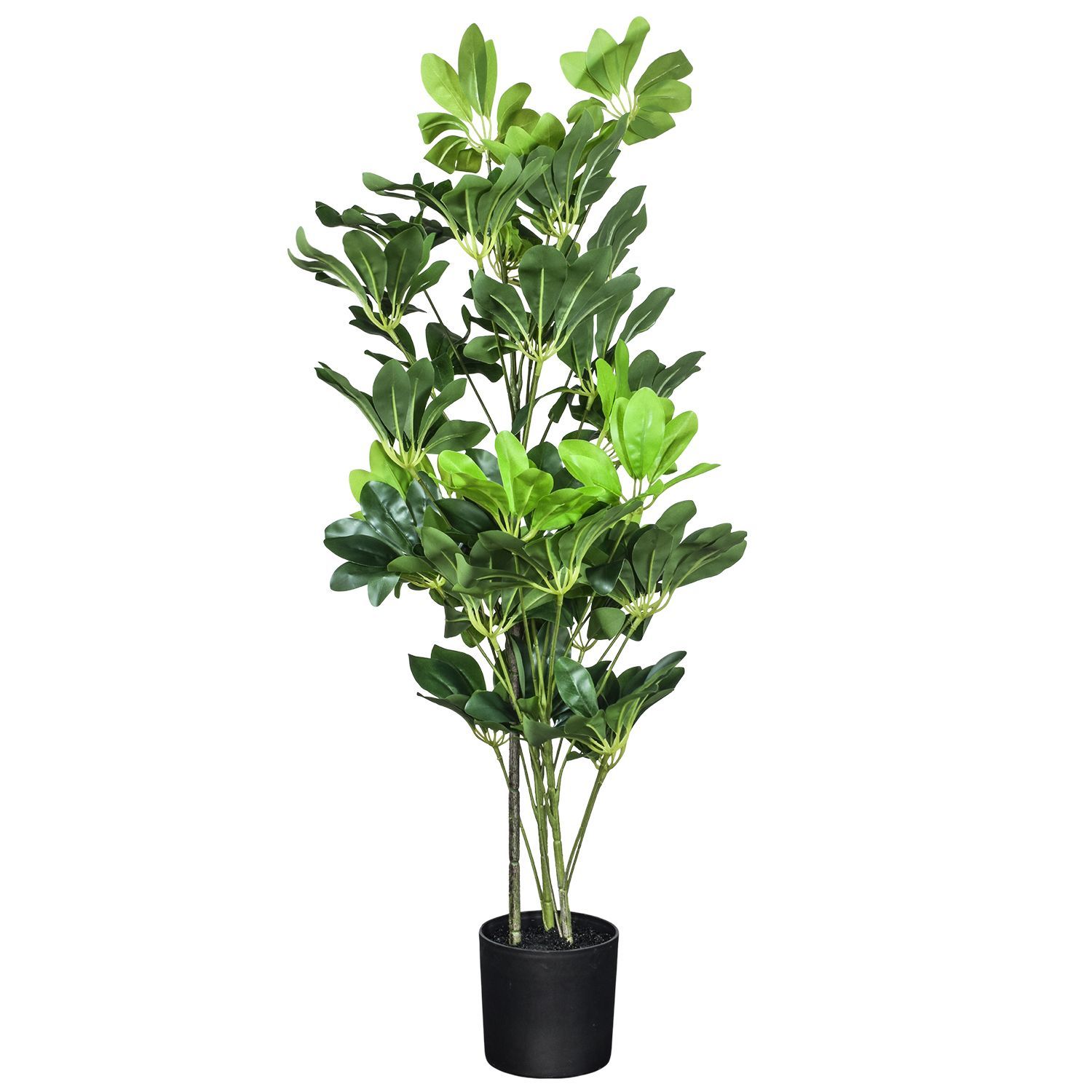 695743-SCHEFFLERA-90-1.jpg