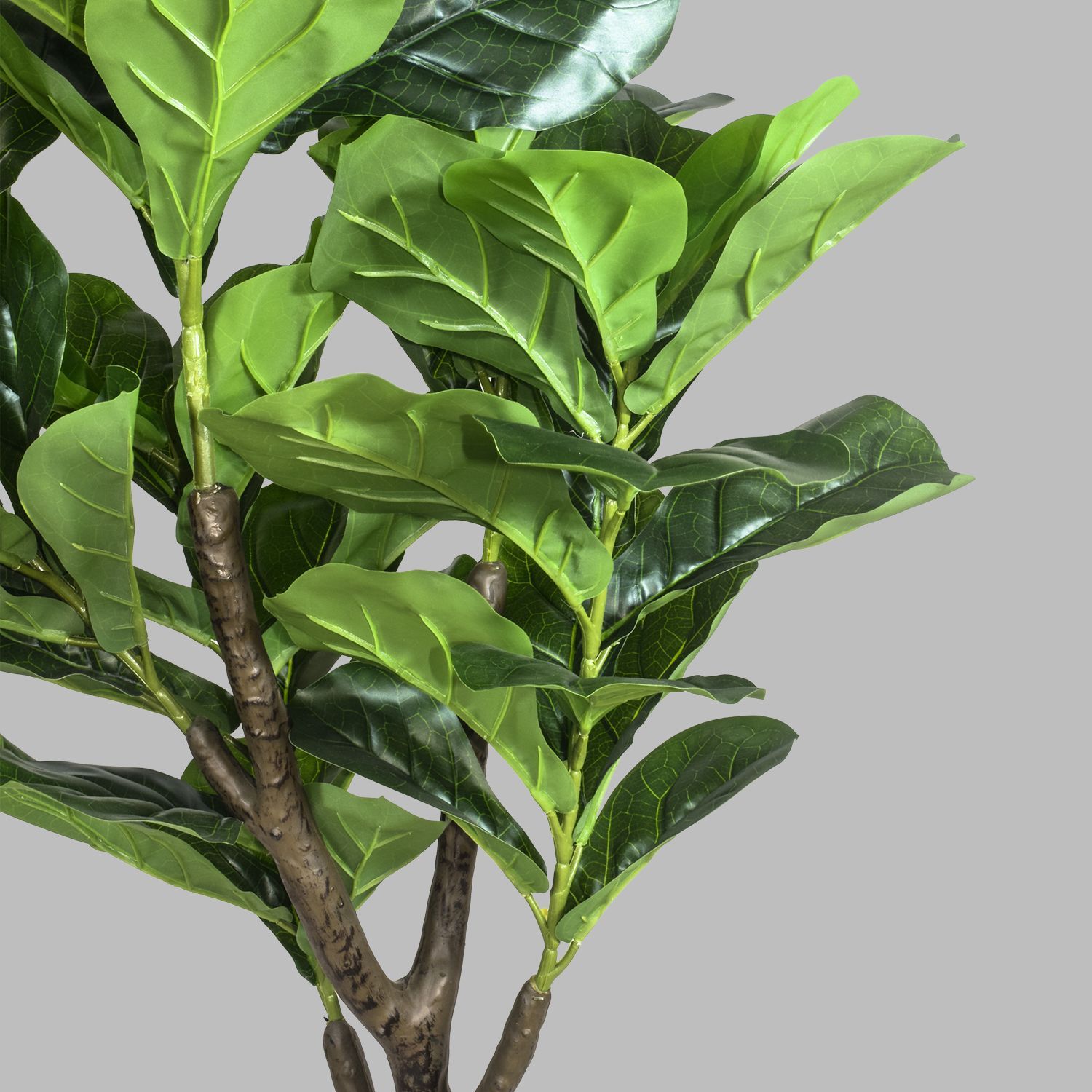 715399-FICUS-150-3.jpg