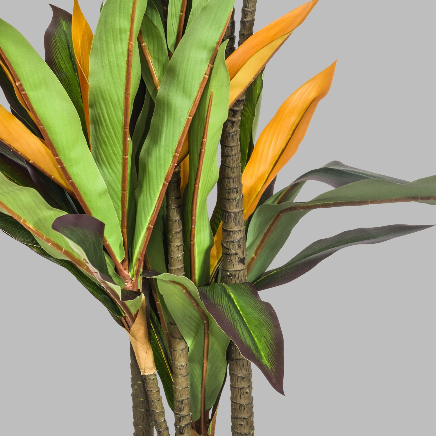 868514-DRACENA-ROJA-175-3.jpg