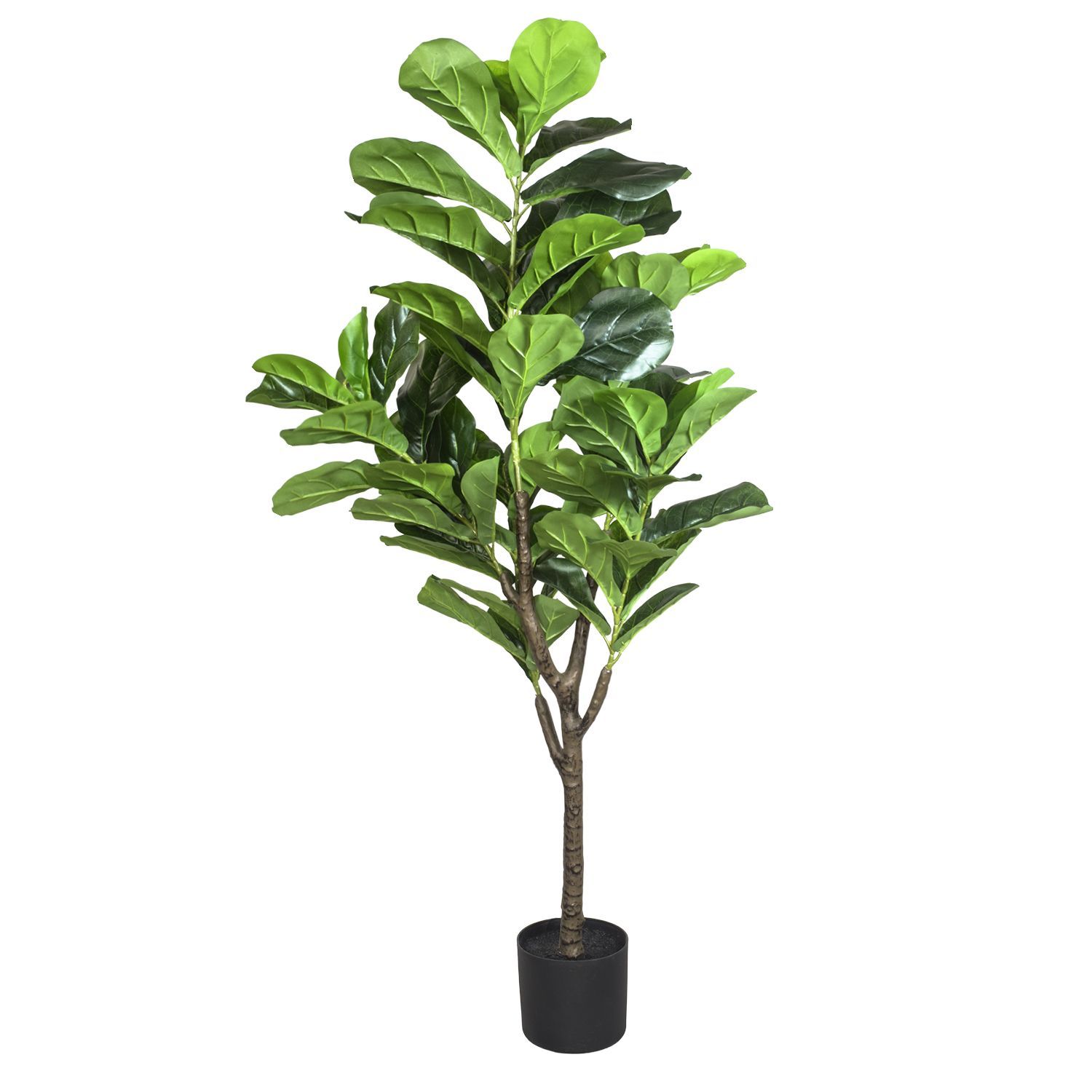 869833-FICUS-150-2.jpg