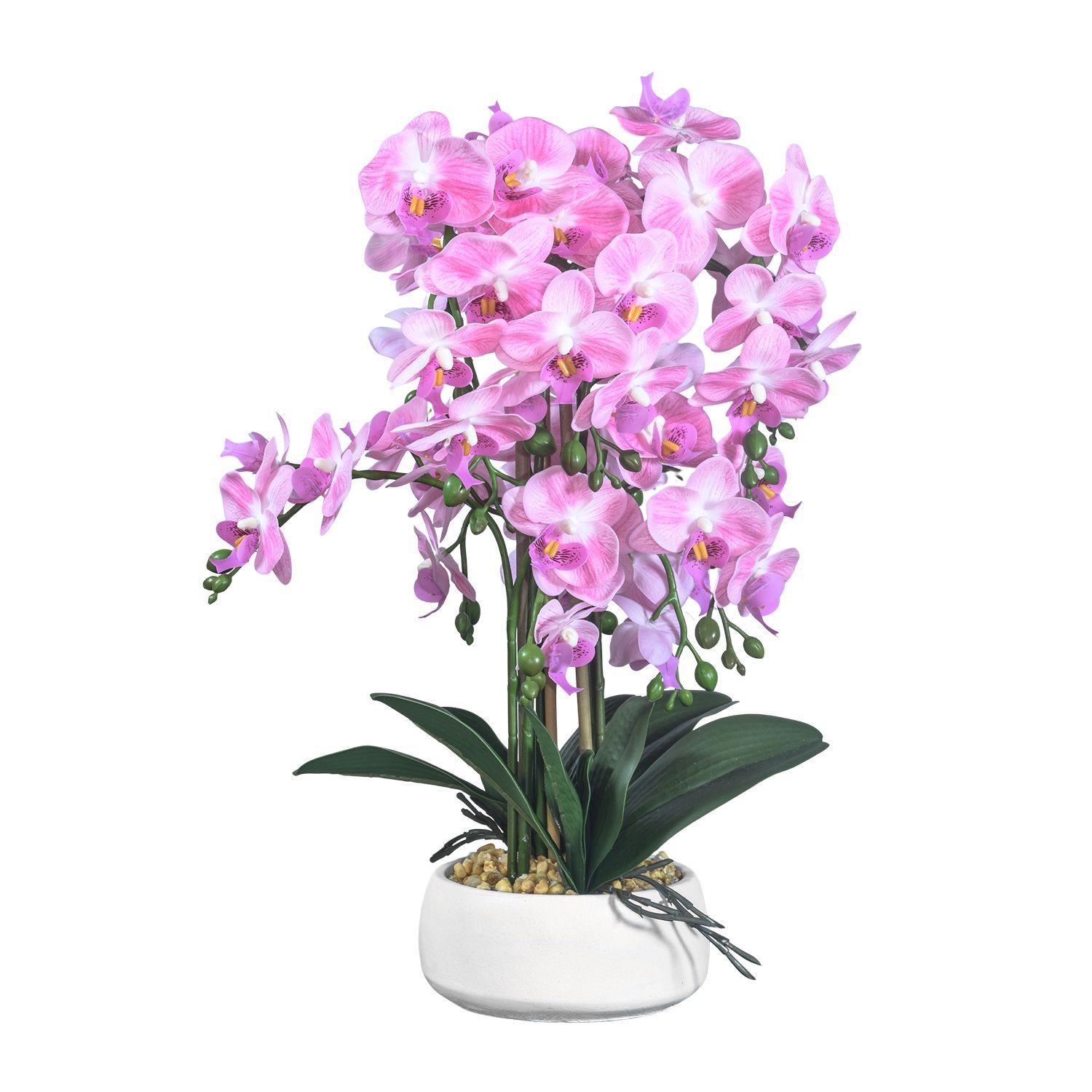 954111-ORQUIDEA-MARIPOSA-54-2.jpg