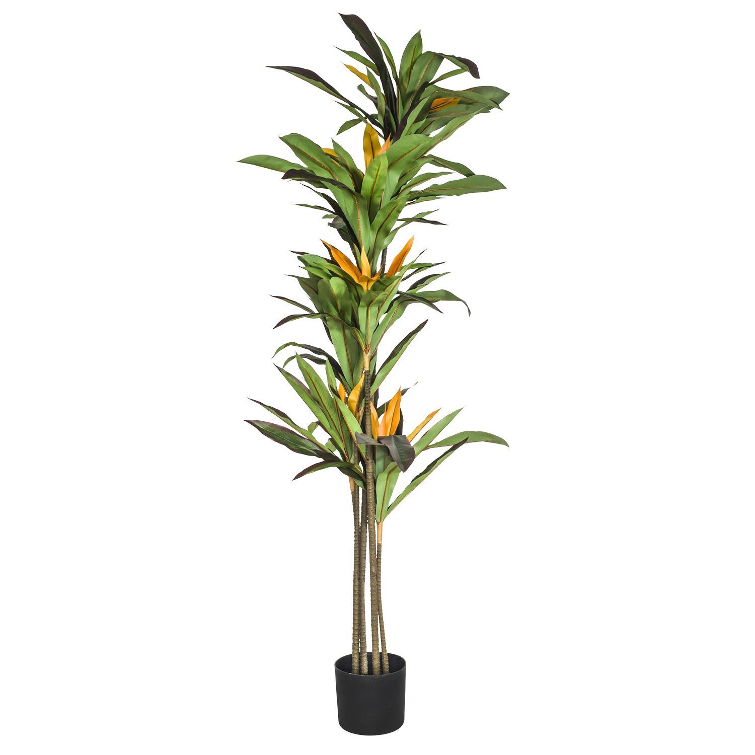 95421-DRACENA-ROJA-175-2.jpg